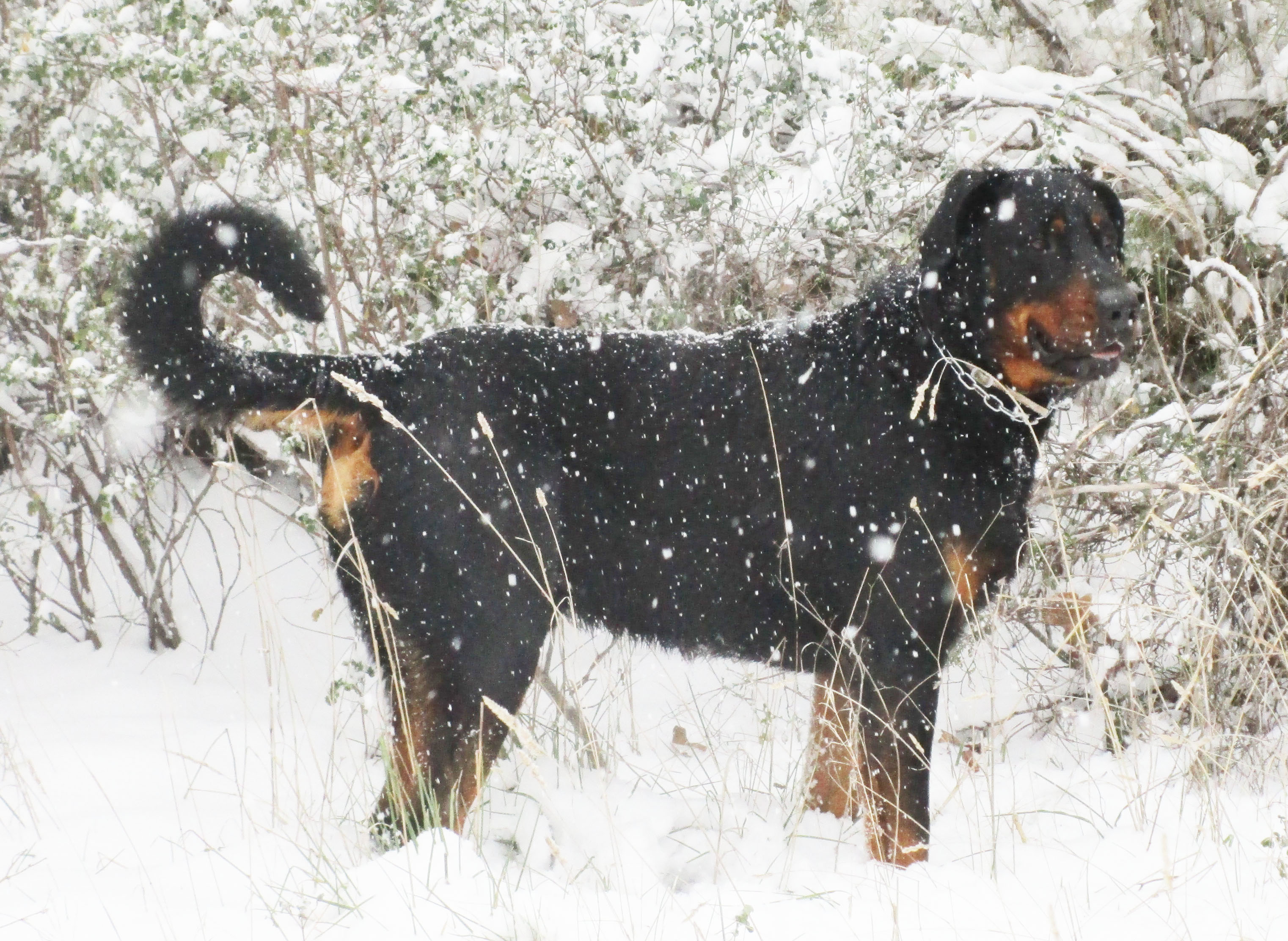  domainedelalicorne.fr photo chien beauceron photo chiot beauceron Elevage de beauceron chiot beauceron pure race élevage du clos de la licorne elevage des gardiens de la licorne elevage beauceron noir et feu authentique gros gabarits élevage de Beauceron familial sérieux et qualité domainedelalicorne.fr suivi des chiots conseil d’éducation chiot propre bas rouge santé caractère spécialiste du beauceron noir et feu ou arlequin chien rustique berger de France  nos chiots sont élevés avec amour et attention notre passion au service de la qualité Beauceron de qualité et sportif domaine de la licorne 04380 BARRAS élevage en liberté éleveur berger de beauce élevage de beauceron de travail 06 11 20 51 93 site domainedelalicorne.fr mail domainedelalicorne@gmail.com